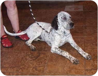 dalmatian blue tick hound mix