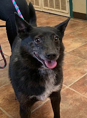 Amarillo TX Australian Cattle Dog. Meet Taz a Pet for Adoption