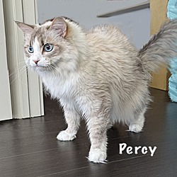 Thumbnail photo of Percy #4