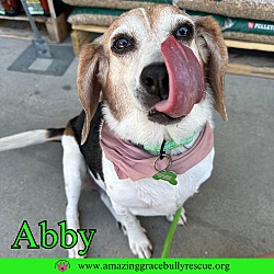 Thumbnail photo of Abby #4