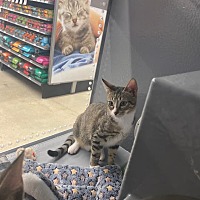 adopt a pet