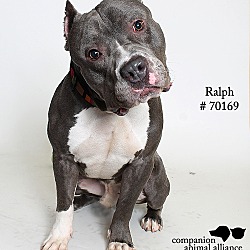 Thumbnail photo of Ralph  (Foster Care) #2