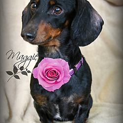 Thumbnail photo of Maggie-Pending Adoption #1