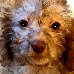 Thumbnail photo of ANNABELLE(GOLDENDOODLE PUPPY! #1