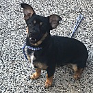 Dachshund Puppies - Dachshund Rescue and Adoption Near You