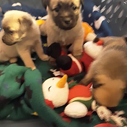 Thumbnail photo of Pug mix Pups #4