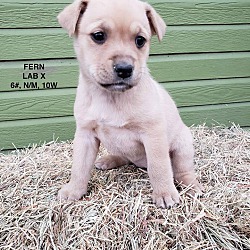 Photo of Fern adoption pending