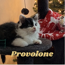 Photo of Provolone