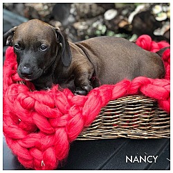 Thumbnail photo of NANCY #4