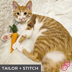 Thumbnail photo of Tailor (bonded with Stitch) #1