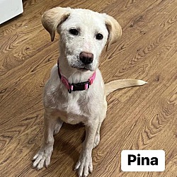 Photo of Pina