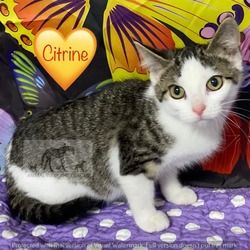 Photo of CITRINE