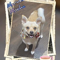 Thumbnail photo of Mocha #4