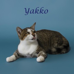 Thumbnail photo of Yakko C24-251 #2