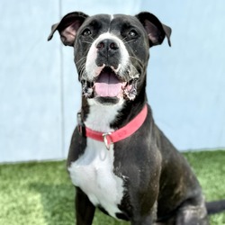 Thumbnail photo of PIXIE-A2147735 #1