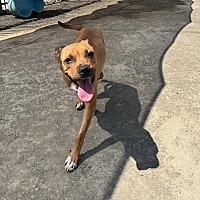 adopt a pet