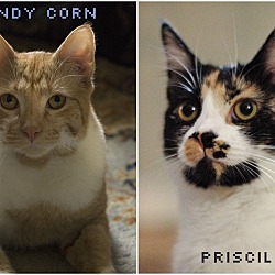 Thumbnail photo of Candycorn and Priscilla #1