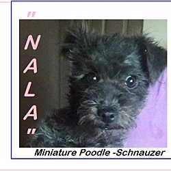 Thumbnail photo of Nala #2