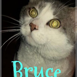 Thumbnail photo of Bruce #1
