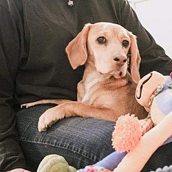 Photo of Piper-adoption pending