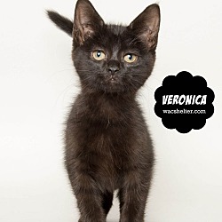 Thumbnail photo of VERONICA #1