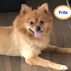 Thumbnail photo of Fritz #2
