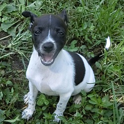 Thumbnail photo of Amber Gemstone~adopted! #2