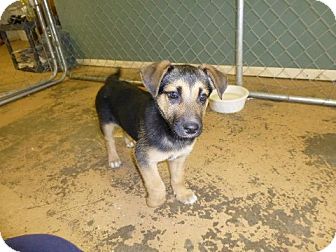 my german shepherd puppy is skinny