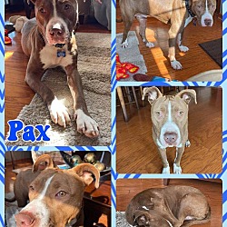 Photo of Pax