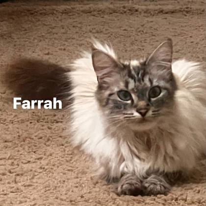 Photo of Farrah