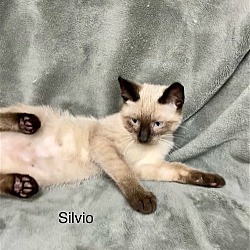 Thumbnail photo of Silvio #2
