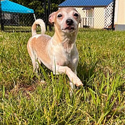 Thumbnail photo of Trixie May 23 - In Foster in Rocky Mount, NC #4