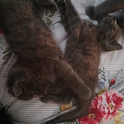 Photo of Three Kittens. No name.