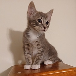 Photo of Kitten#2