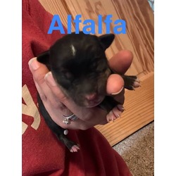 Thumbnail photo of Alfalfa #2