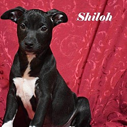 Thumbnail photo of Shiloh #1