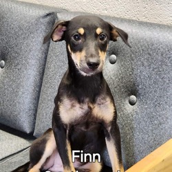 Thumbnail photo of Finn #4