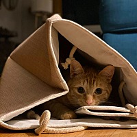 adopt a pet