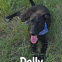 Dolly