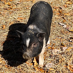 Thumbnail photo of Miss Piggy #2