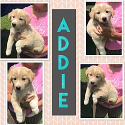 Thumbnail photo of Addie~adopted! #2