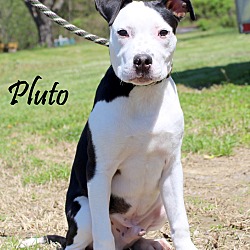 Thumbnail photo of Pluto~adopted! #4