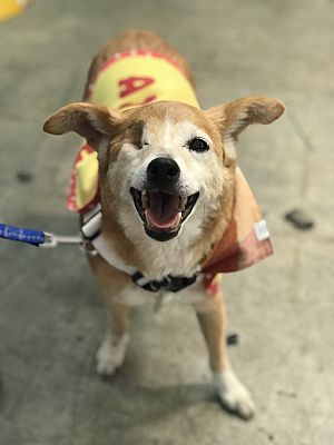 Los Angeles Ca Shiba Inu Meet Ethel A Pet For Adoption