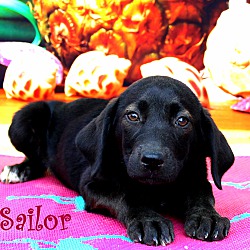 Thumbnail photo of Sailor~adopted! #1