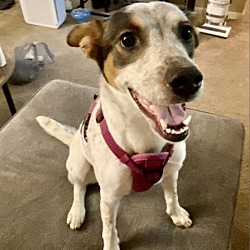 Photo of Lady