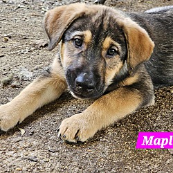 Thumbnail photo of Maple (PUPPY) #1