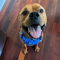 adopt a pet
