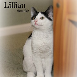 Thumbnail photo of Lillian #2