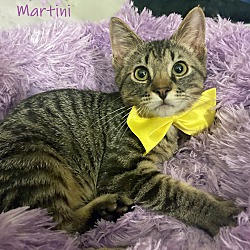 Thumbnail photo of Martini #3