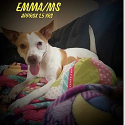 Thumbnail photo of Emma/Ms #1